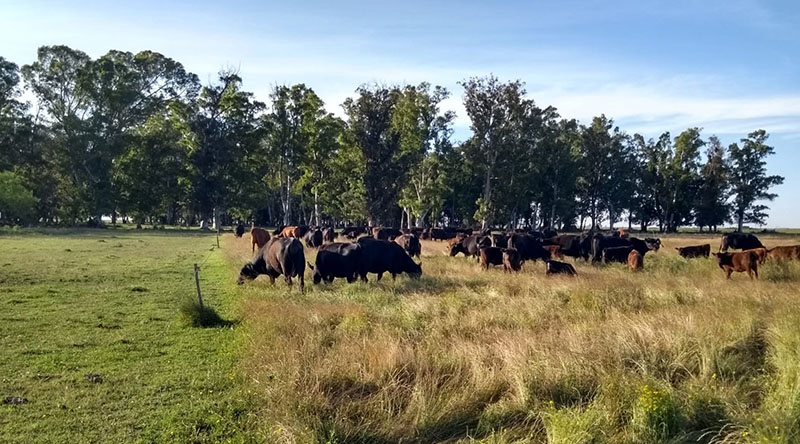 Ganadería regenerativa: producción de carne con pasto natural